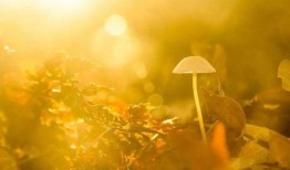 秋天妈妈最新的爆料文案,最新爆料文案大曝光！